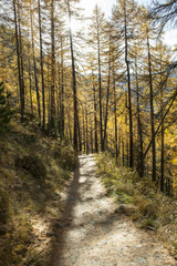Fototapeta na wymiar Waldweg oberhalb von Zermatt, Wallis, Schweiz