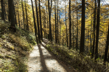 Waldweg oberhalb von Zermatt, Wallis, Schweiz