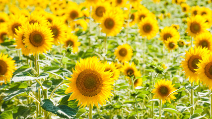 Yellow sunflowers on a blue sky background in Tuscany, Italy