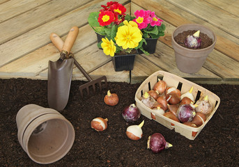 plantation de bulbes de tulipes et jacinthes