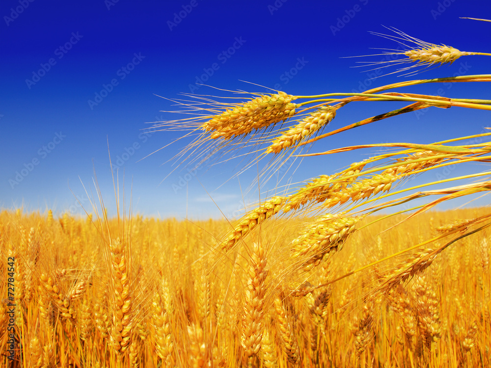 Wall mural wheat field against a blue sky