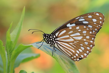 Blue Spotted Milkweed butterfly and green leaf