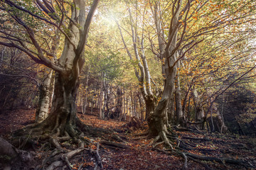 Curved tree in the autumn forest