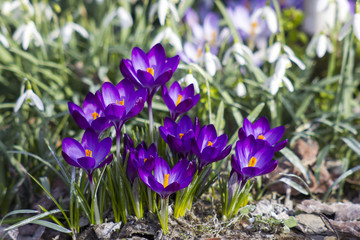 crocus - one of the first spring flowers