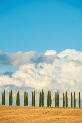 Rows of cypress trees on blue sky background in Tuscany, Italy