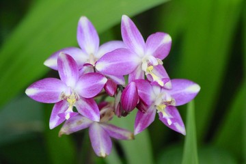 Fototapeta na wymiar White and Purple tropical flower