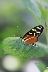Heliconius hecale - tiger longwing butterfly
