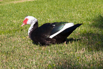 Muscovy Duck in the grass