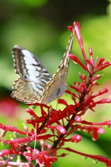 Parhenos sylvia - Blue Clipper butterfly