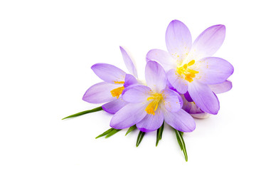 crocus on white background - fresh spring flowers - Powered by Adobe