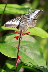 Parthenos sylvia - Blue Clipper butterfly