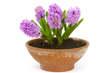 spring hyacinth flowers in a pot