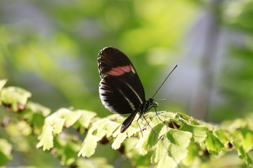 Fototapeta na wymiar Red postman butterfly / Heliconius erato