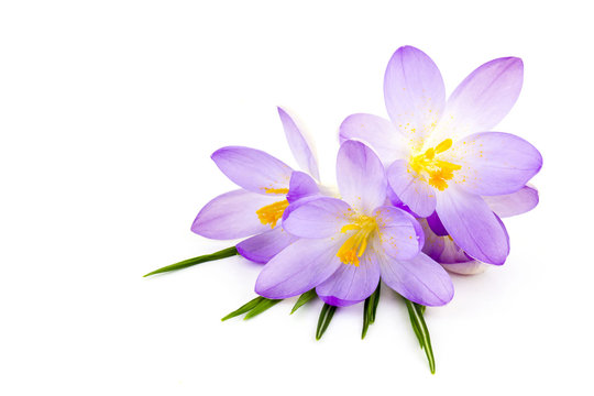 Saffron Flower White Background Images – Browse 14,754 Stock Photos,  Vectors, and Video | Adobe Stock