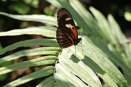 True Cattleheart Butterfly / Parides eurimedes