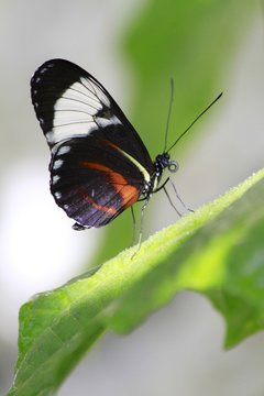 True Cattleheart Butterfly / Parides eurimedes