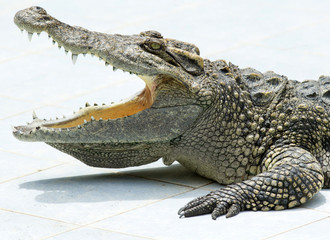 Alligator