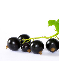 black currant