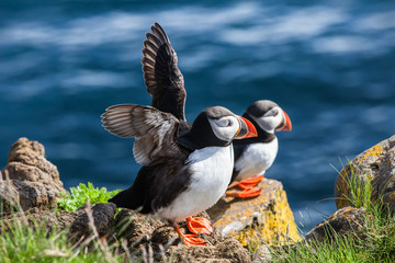 Pair of  puffins on a rock, Iceland - obrazy, fototapety, plakaty