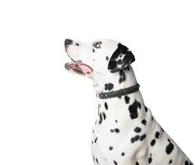 Young dalmatian dog in leather collar on white background.