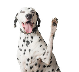 Dalmatian with tongue hanging out waves its paw.
