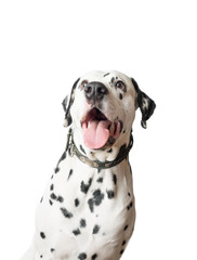 Funny dalmatian dog ​​with tongue hanging out.