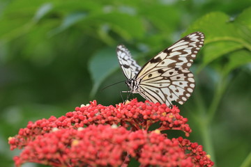 Large Tree Nymphs butterfly and flowers