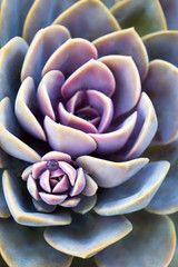 Succulent plant