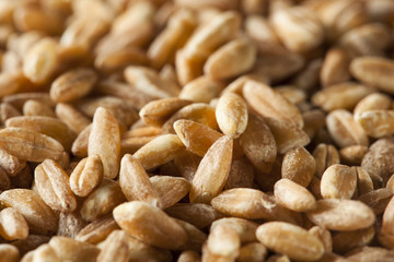Organic Raw Farro Grain