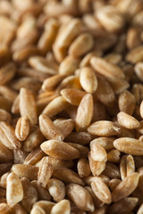 Organic Raw Farro Grain