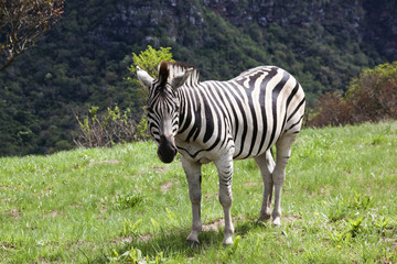 Fototapeta na wymiar Young Zebra in Grassland of Nature Reserve