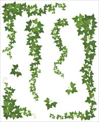 Set of Hanging branches of ivy on a white background