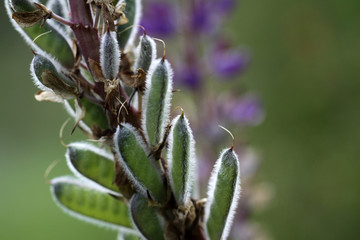 Samenstand einer Lupine