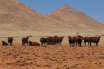 Rinderherde in den Tirasbergen