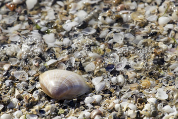 Conchiglie in riva al mare