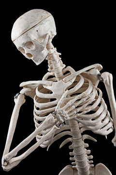 Human skeleton toy