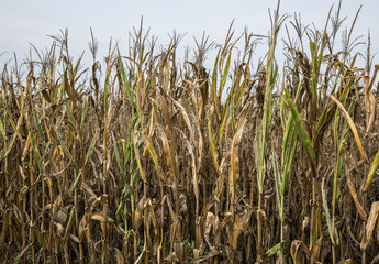 Corn Crop Damaged By Drought