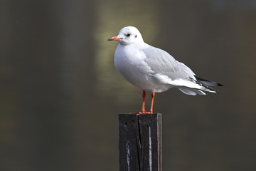 Black-headed gull is sitting on a wooden pole on the lake