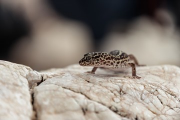 Gecko lizard on rocks