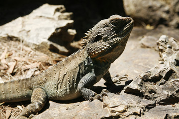 Australian Bearded Dragon Lizard