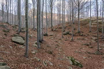 alberi in montagna