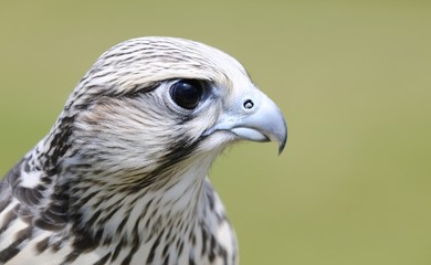 Saker falcon, Falco cherrug.