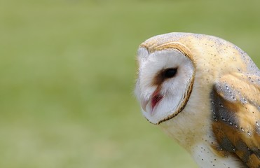 Barn owl.