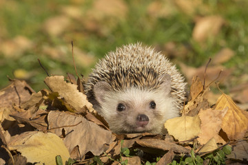 Small hadgehog