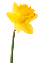 Crédence de cuisine en verre imprimé Narcisse Daffodil flower or narcissus isolated on white background cutout