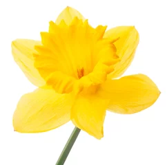  Narcis bloem of narcis geïsoleerd op een witte achtergrond knipsel © Natika
