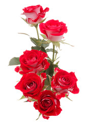 Red rose flower bouquet isolated on white background cutout