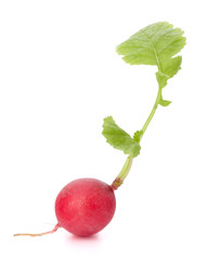 Small garden radish with leaves
