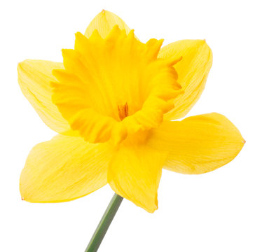 Fototapeta Daffodil flower or narcissus isolated on white background cutout