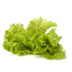 Salad lettuce